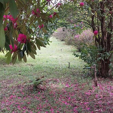 Alquerubim Quinta D'Avo Amelia Bed & Breakfast エクステリア 写真
