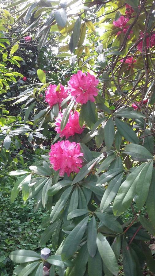 Alquerubim Quinta D'Avo Amelia Bed & Breakfast エクステリア 写真