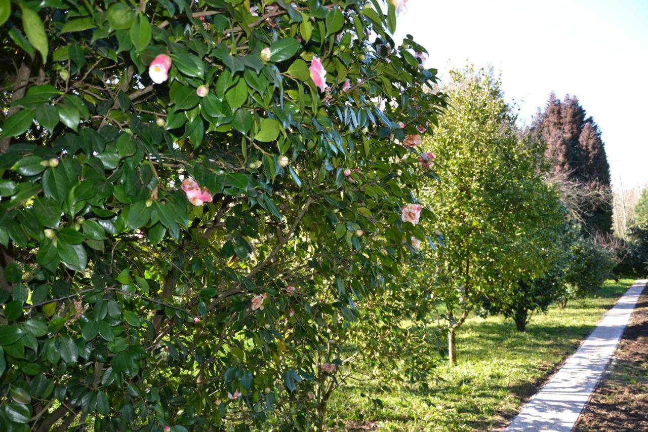 Alquerubim Quinta D'Avo Amelia Bed & Breakfast エクステリア 写真