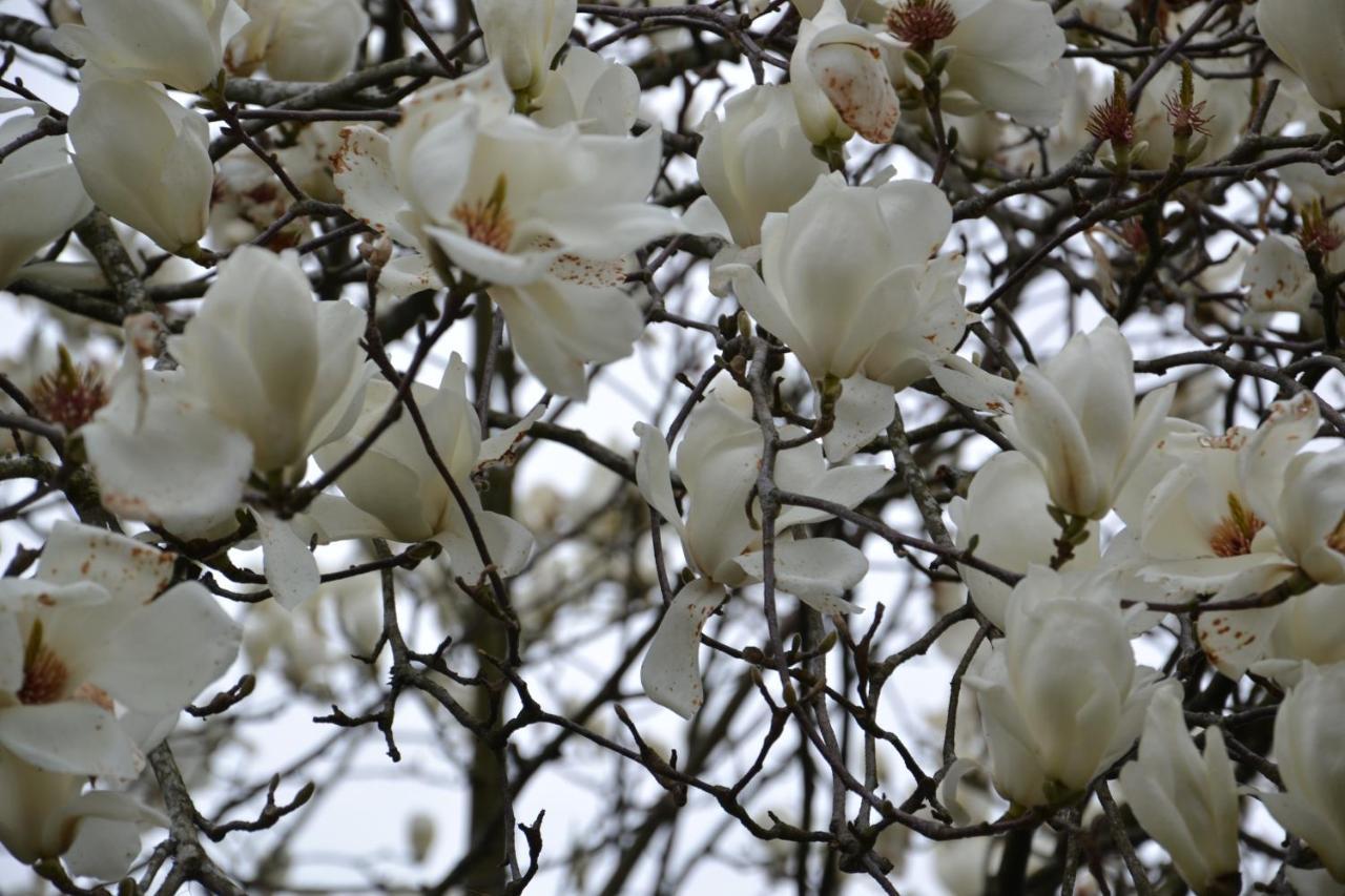Alquerubim Quinta D'Avo Amelia Bed & Breakfast エクステリア 写真