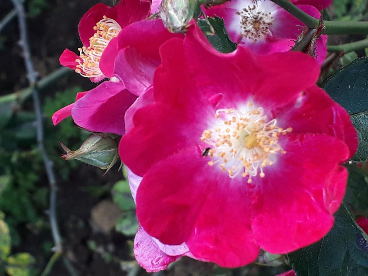 Alquerubim Quinta D'Avo Amelia Bed & Breakfast エクステリア 写真