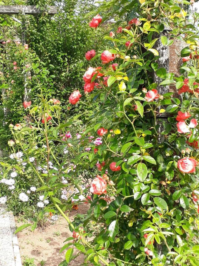 Alquerubim Quinta D'Avo Amelia Bed & Breakfast エクステリア 写真