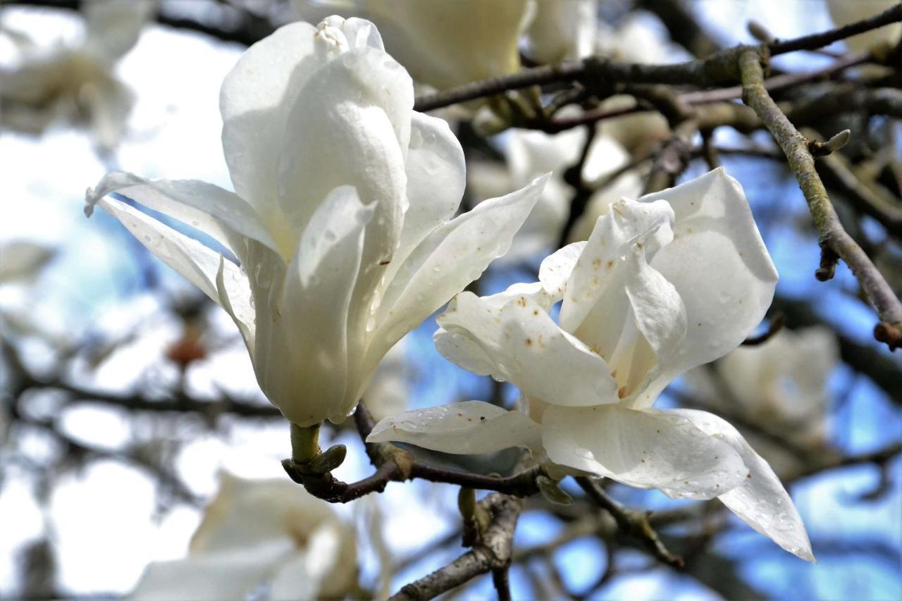 Alquerubim Quinta D'Avo Amelia Bed & Breakfast エクステリア 写真