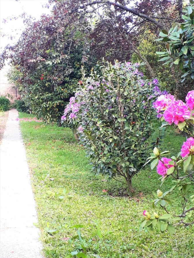 Alquerubim Quinta D'Avo Amelia Bed & Breakfast エクステリア 写真